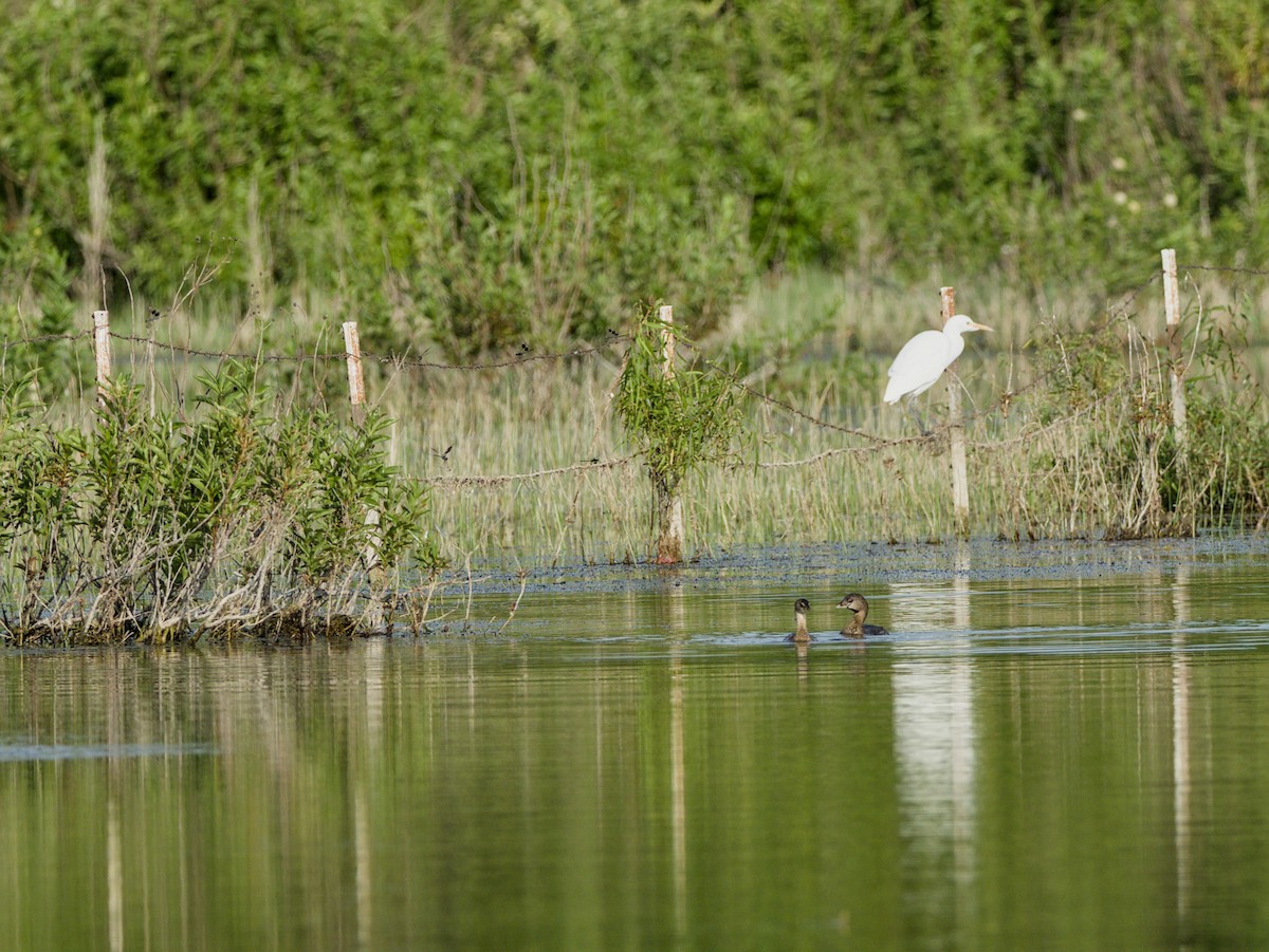 Pied-billed Grebe - ML642194517