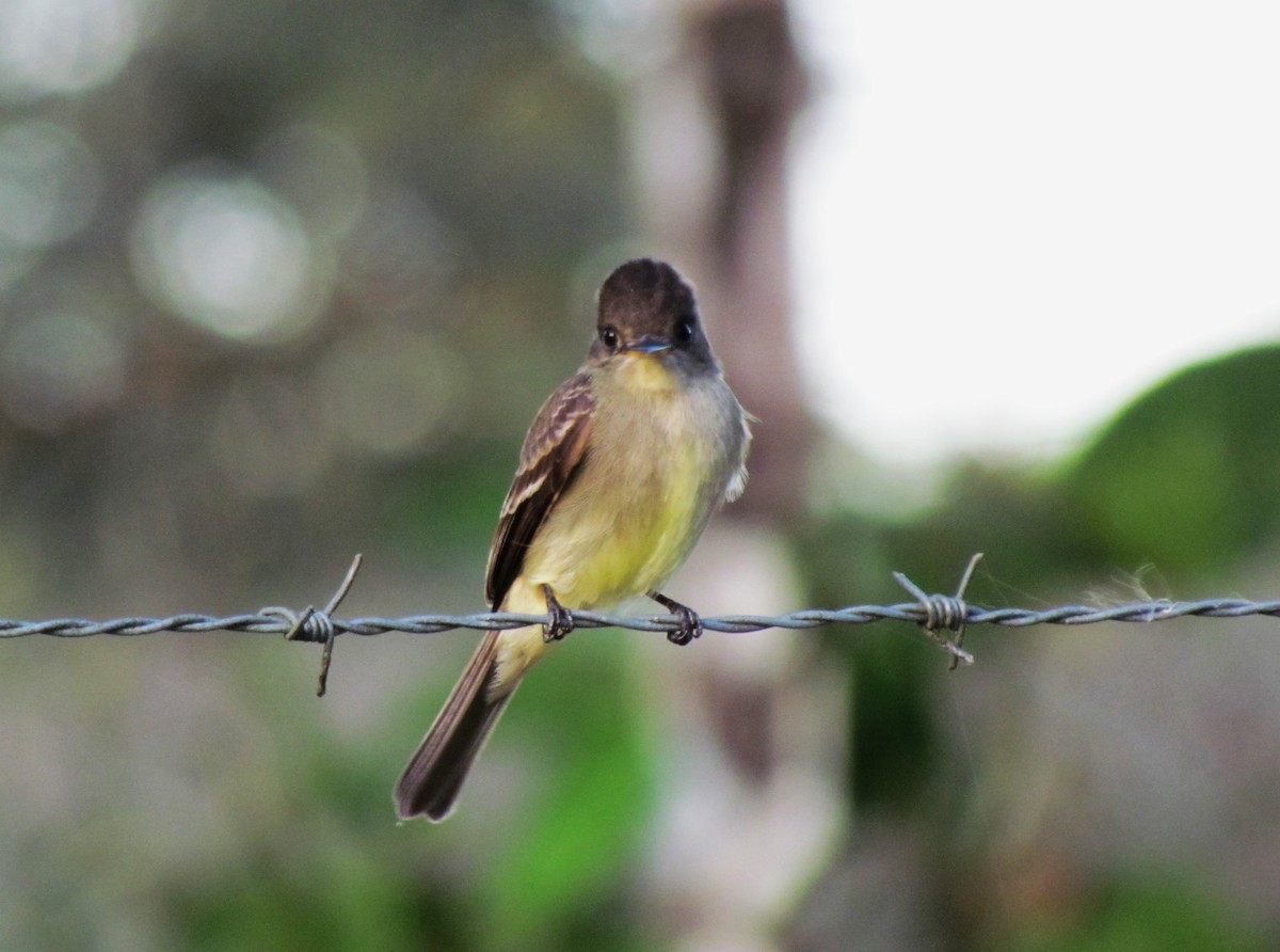 Dusky-capped Flycatcher - ML642194521