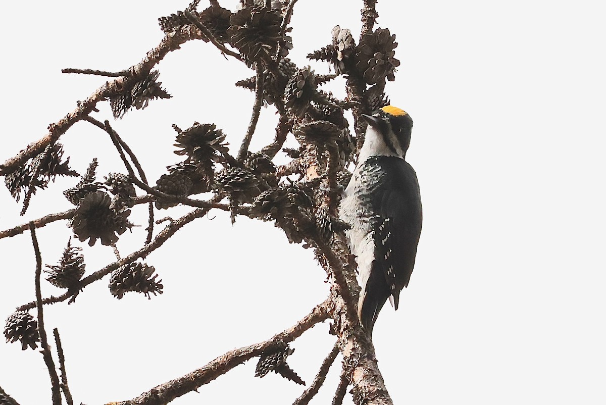 Black-backed Woodpecker - ML642194555