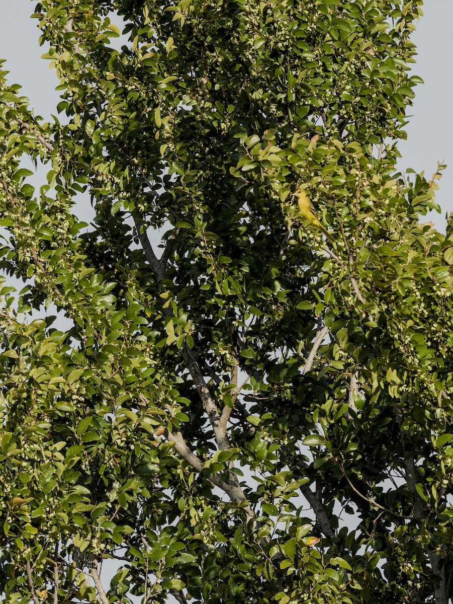 Orchard Oriole - ML642194572