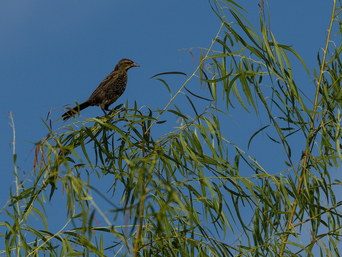Red-winged Blackbird (Red-winged) - ML642194590