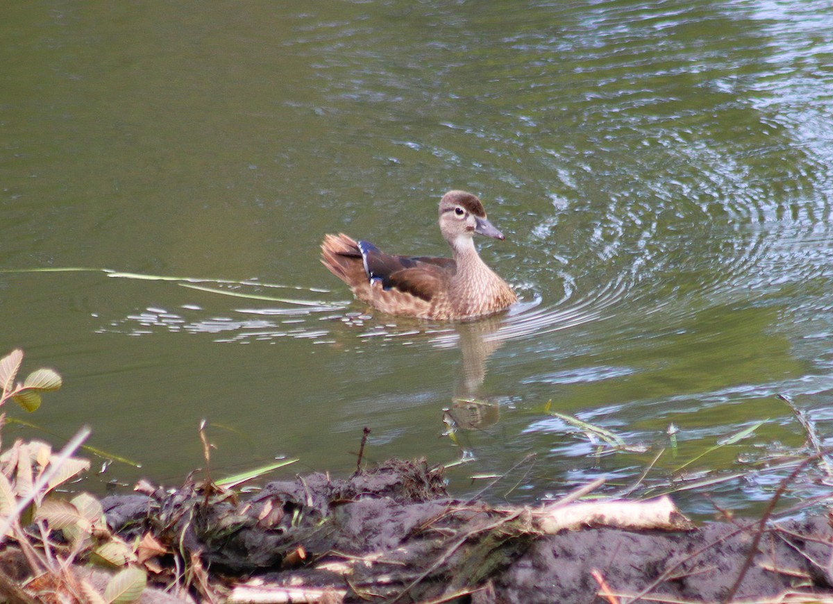 Wood Duck - ML642194592