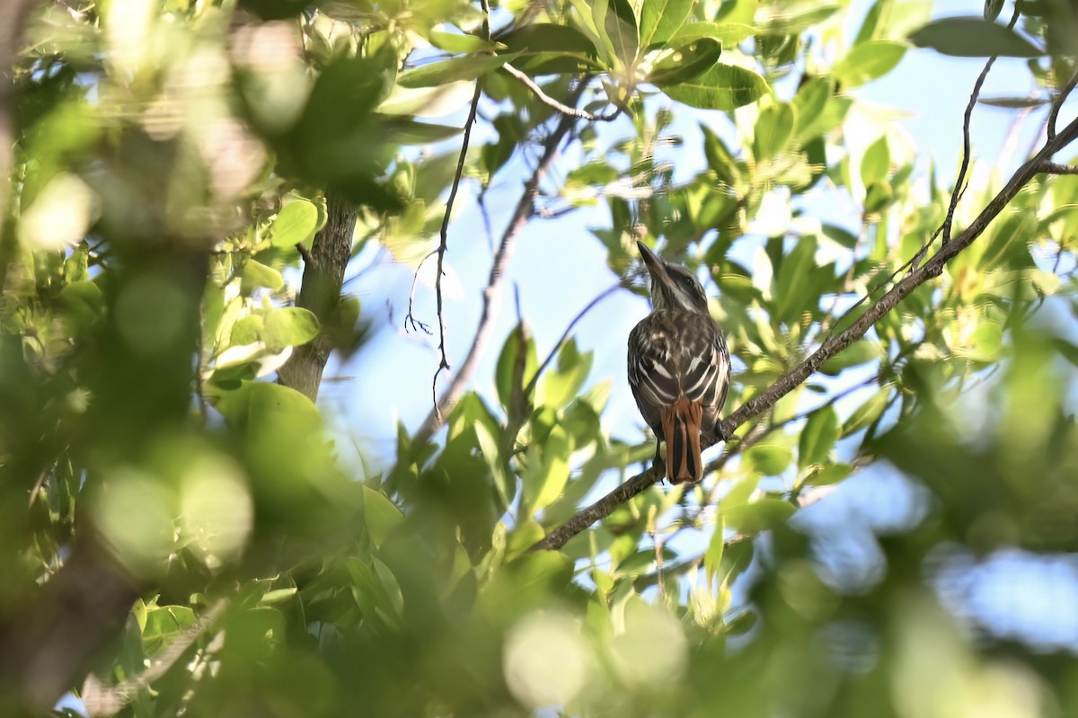 Мексиканский бентеви - ML642194599