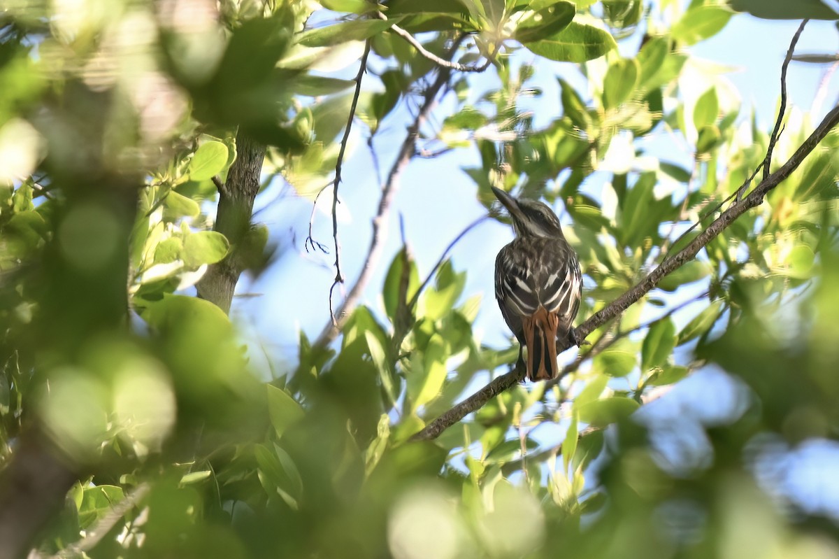 Мексиканский бентеви - ML642194600