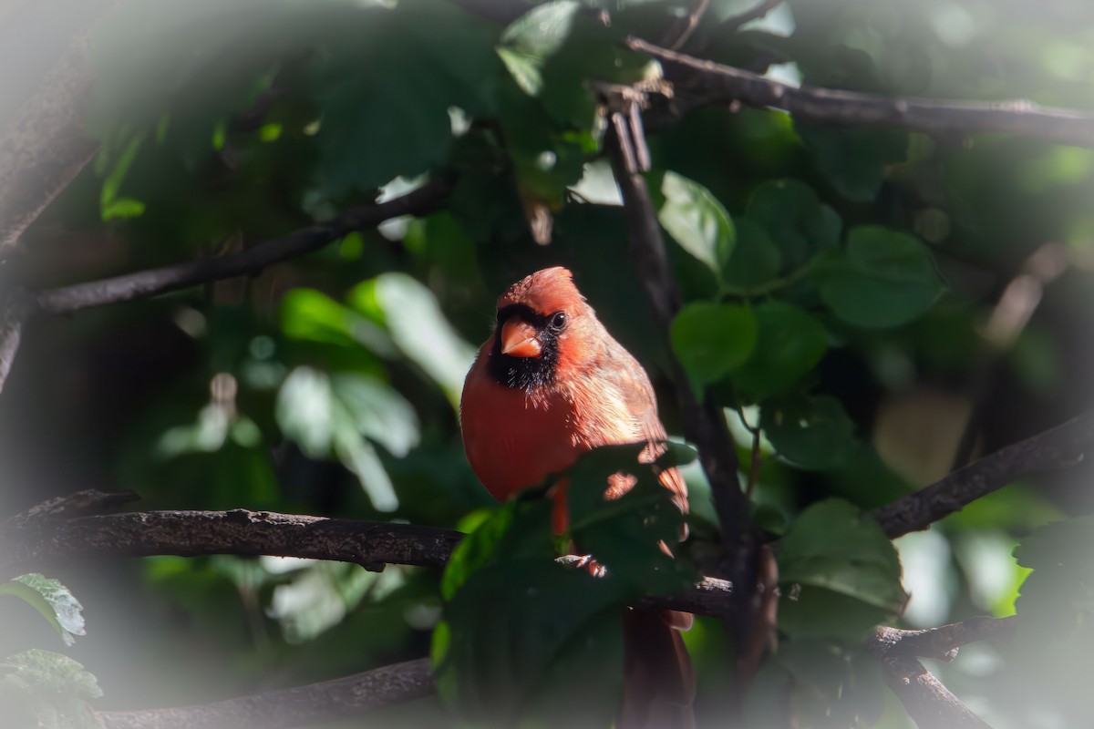 Northern Cardinal - ML642194617