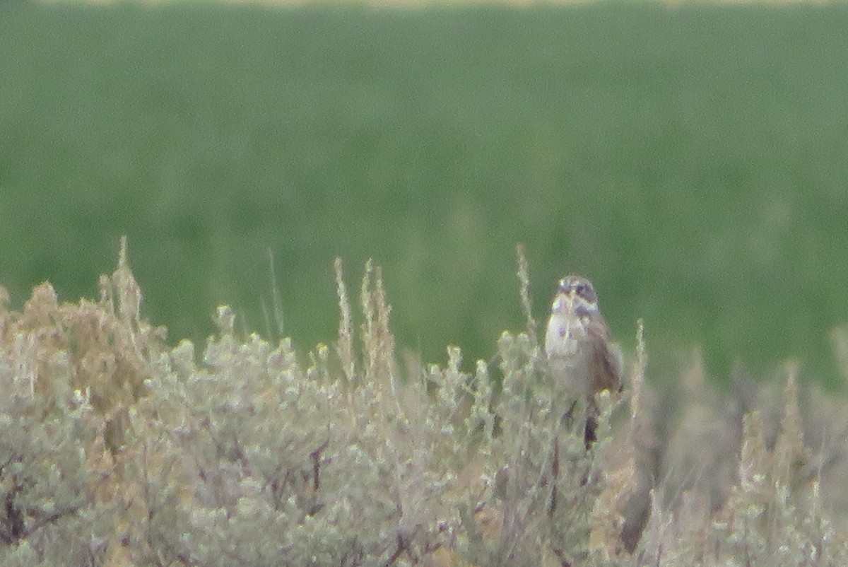 Sagebrush Sparrow - ML642194620