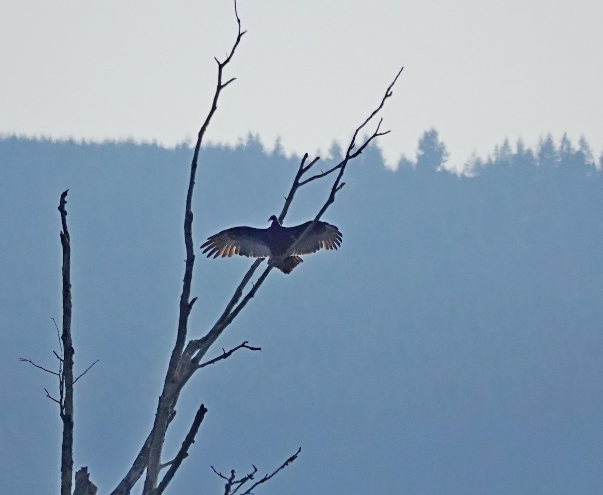 Turkey Vulture - ML642194641