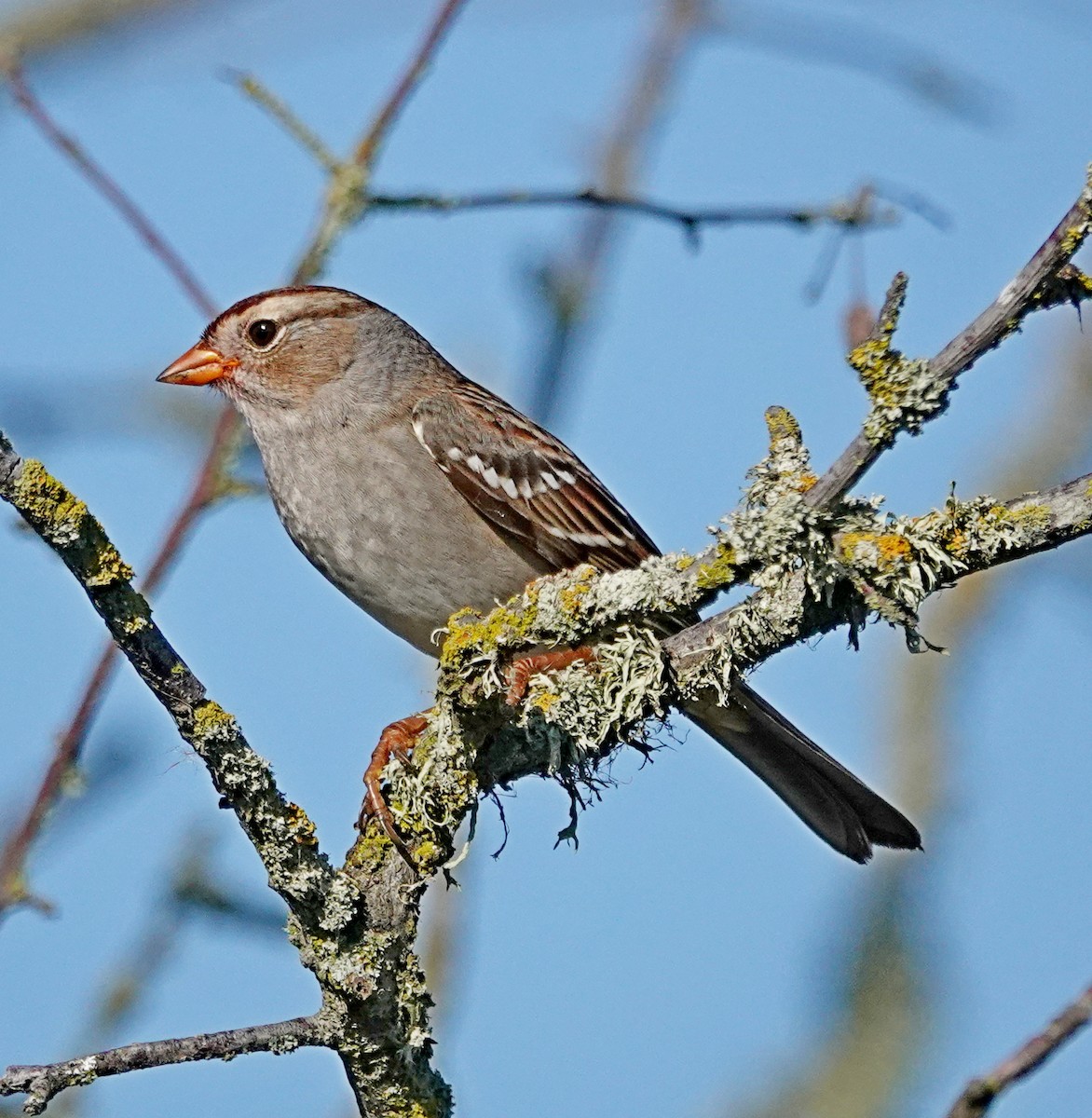 White-crowned Sparrow - ML642194655