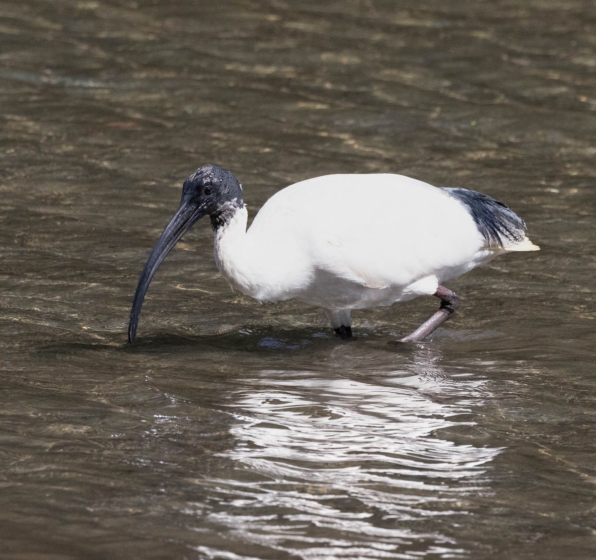 Australian Ibis - ML642194667