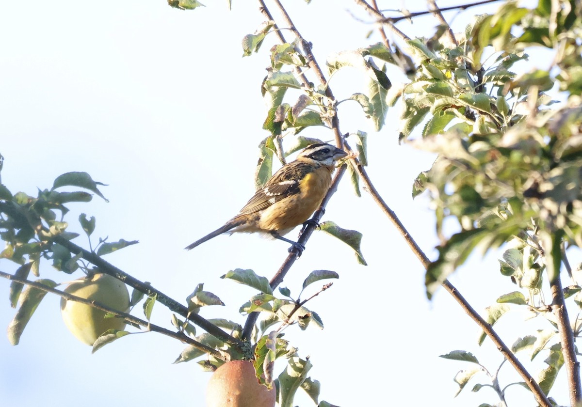 Black-headed Grosbeak - ML642194670