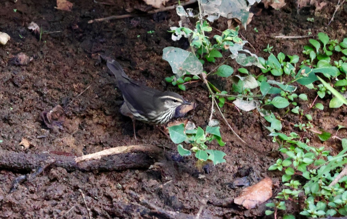 Northern Waterthrush - ML642194674
