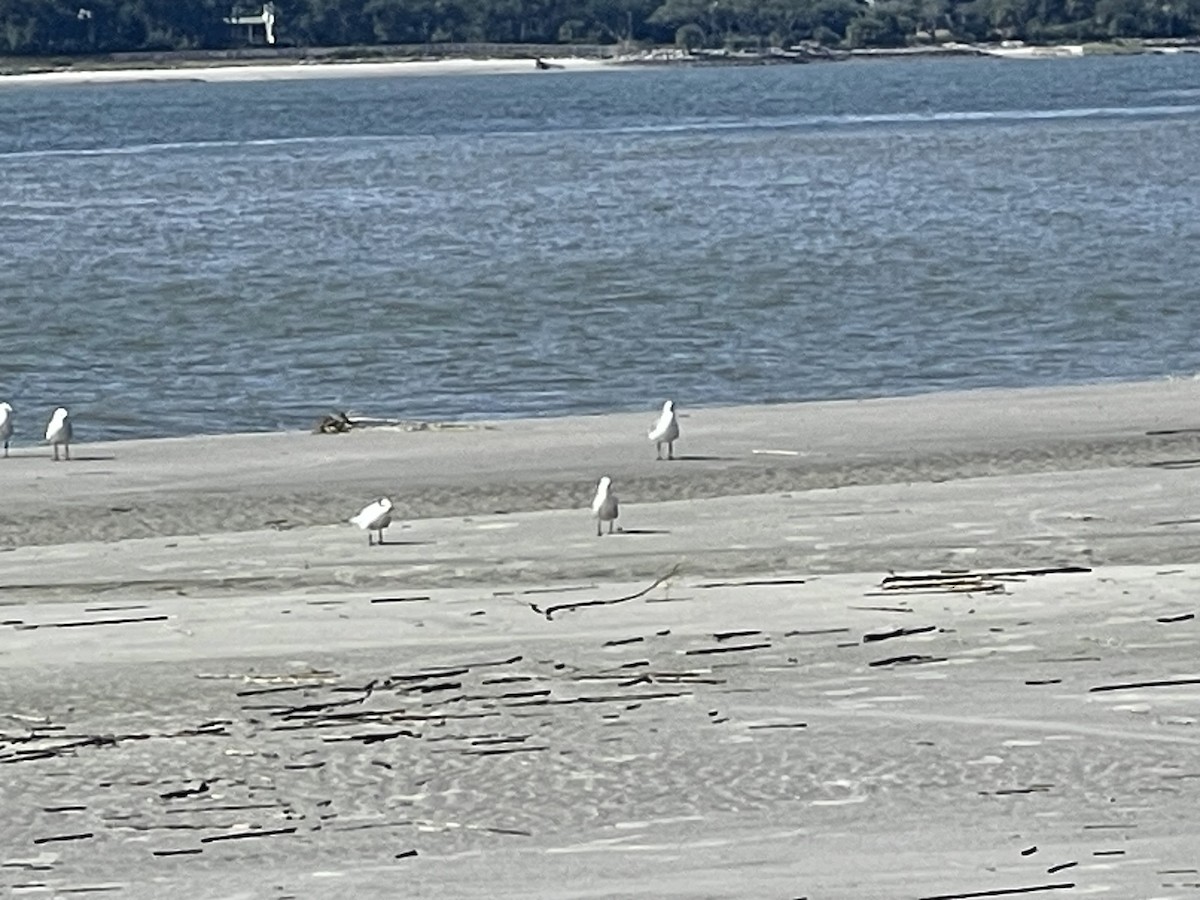Sandwich Tern - ML642194680