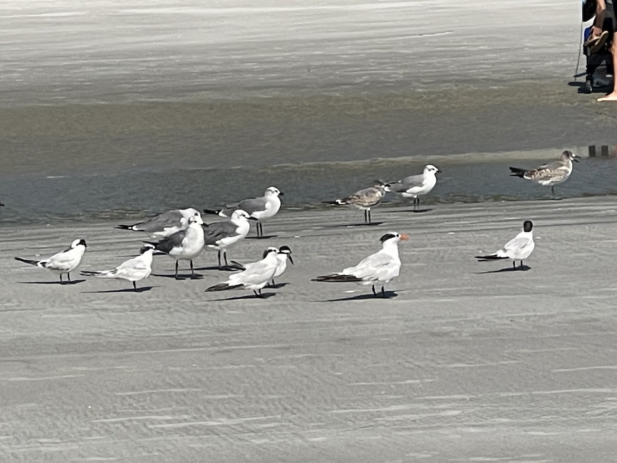 Sandwich Tern - ML642194681