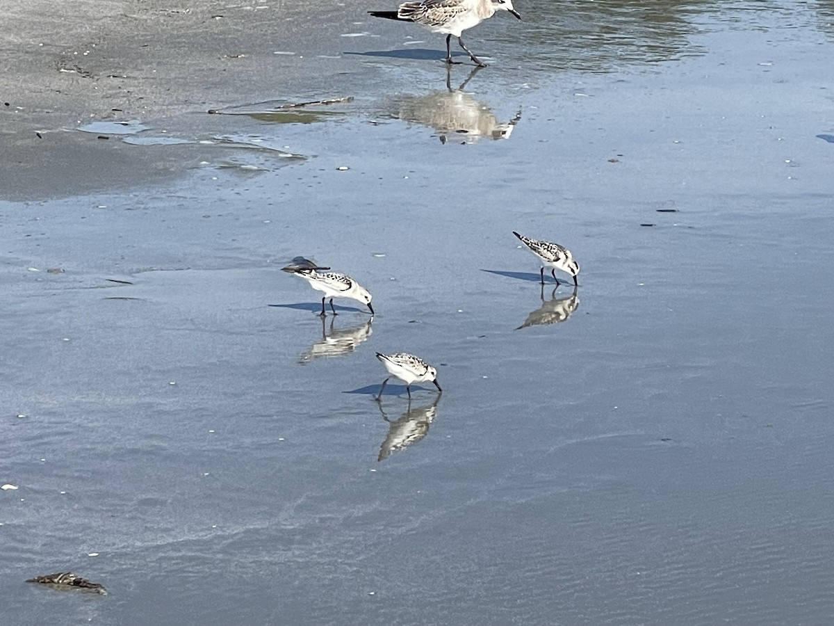 Sanderling - ML642194694