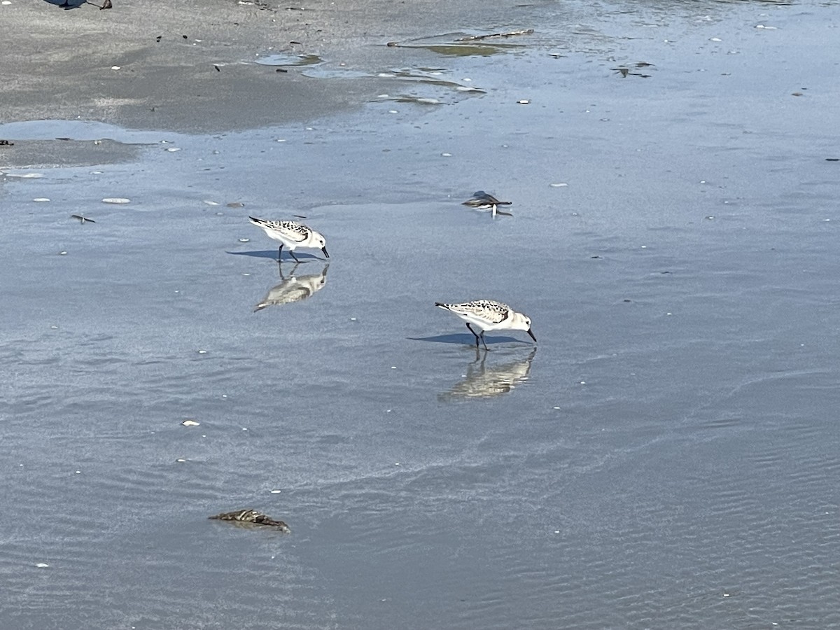 Sanderling - ML642194695