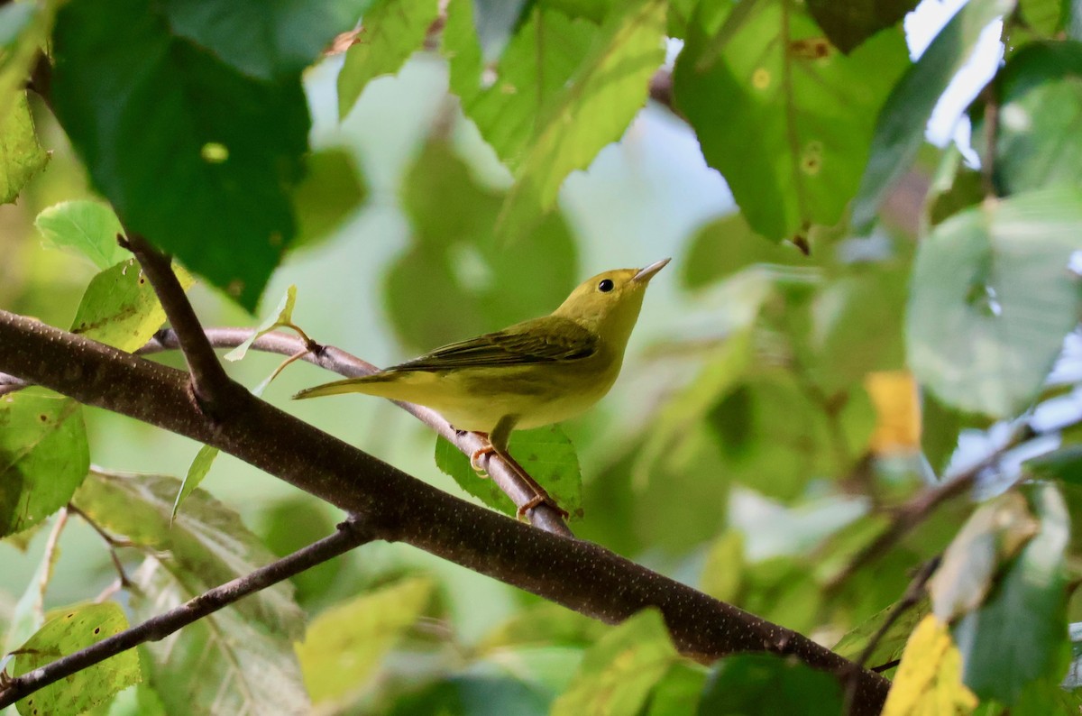 Yellow Warbler - ML642194696