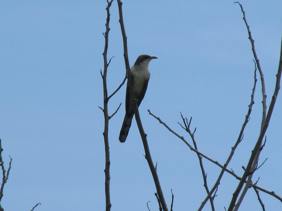 Yellow-billed Cuckoo - ML642194698