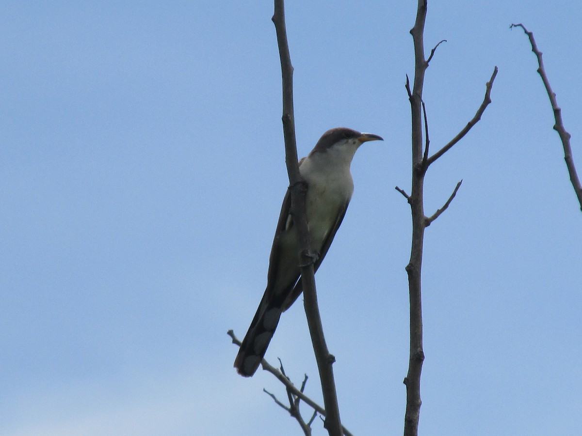 Yellow-billed Cuckoo - ML642194699