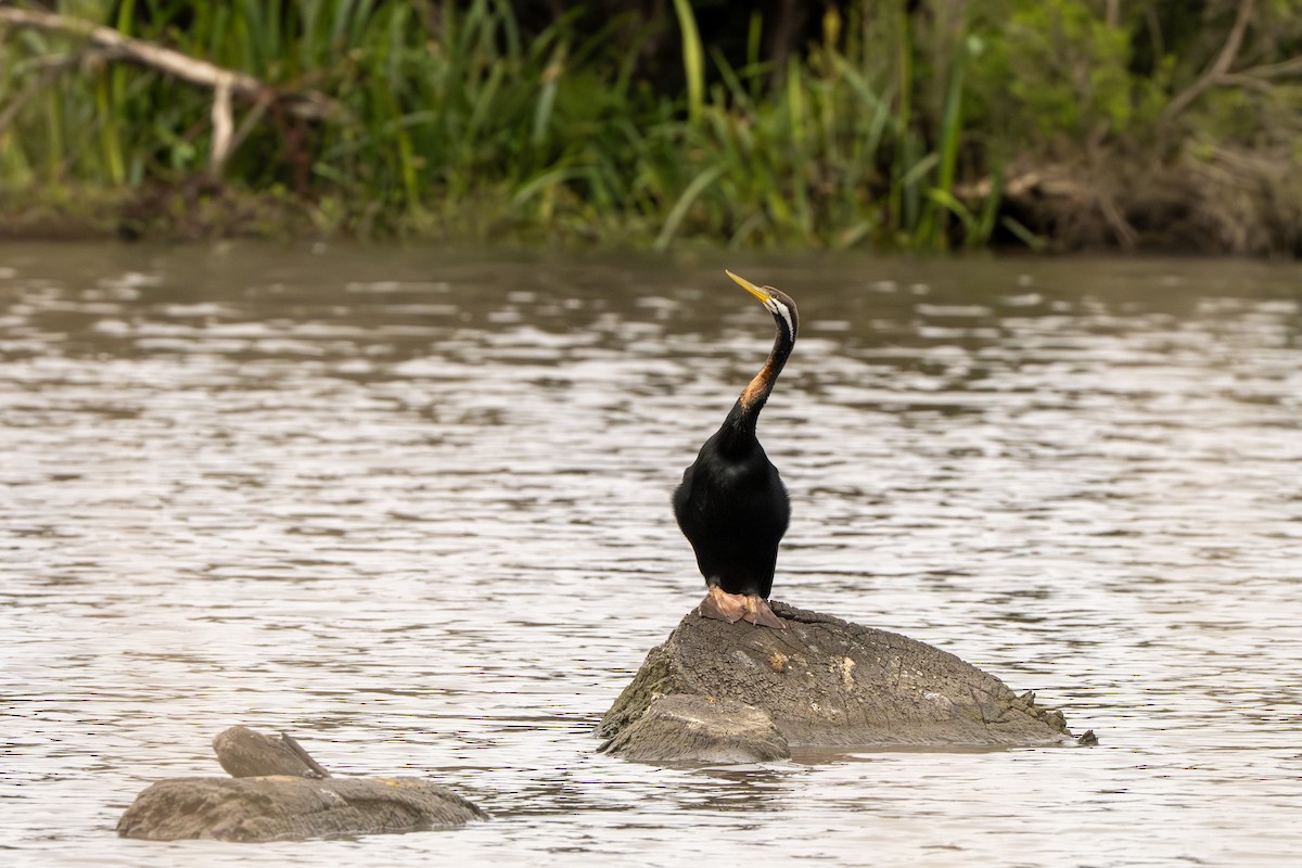 Anhinga australiarra - ML642194747