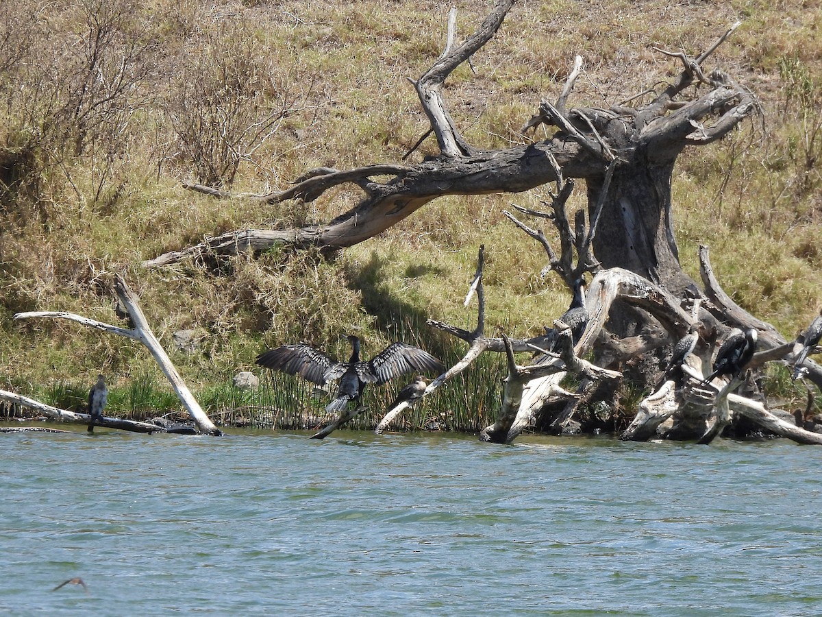 Reed Cormorant - ML642194748