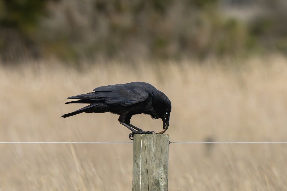 Petit Corbeau - ML642194755