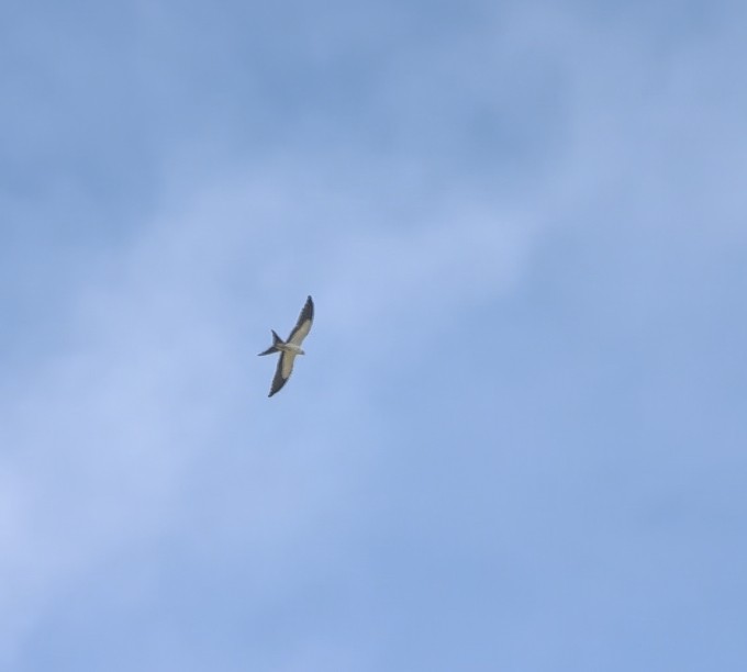 Вилохвостый коршун - ML642194770