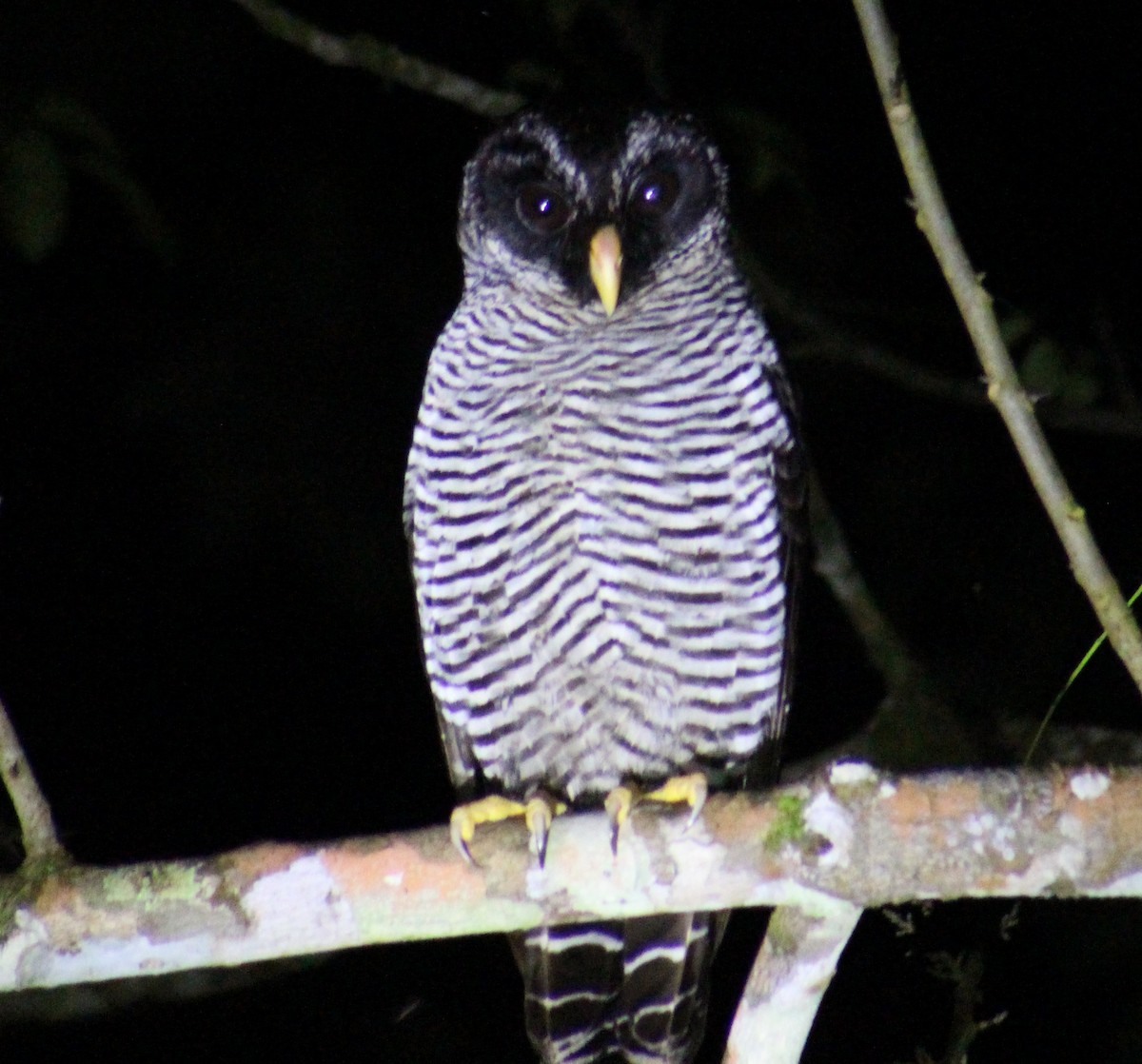 Black-and-white Owl - ML642194772