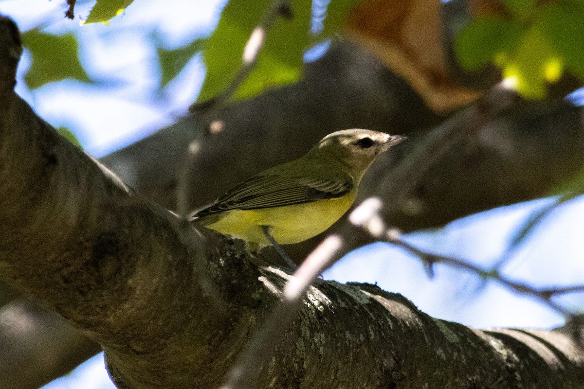 Philadelphia Vireo - ML642194779