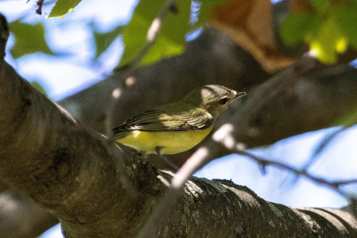 Philadelphia Vireo - ML642194780