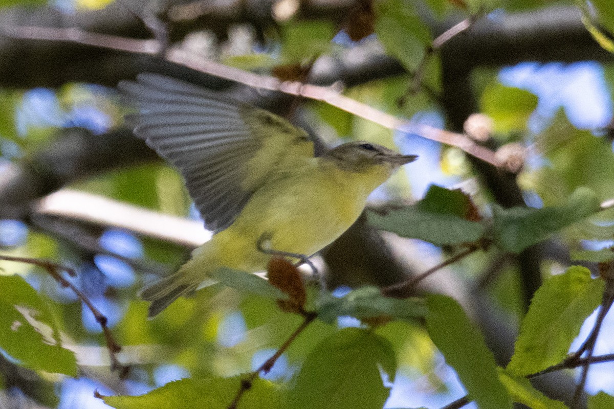 Philadelphia Vireo - ML642194781