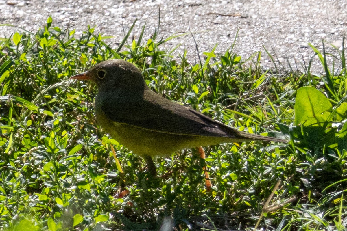 Connecticut Warbler - ML642194783