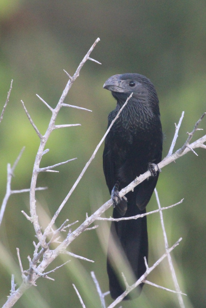 Groove-billed Ani - ML642194787