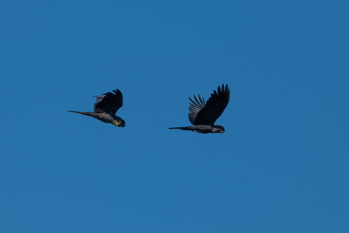 Glossy Black-Cockatoo - ML642194796