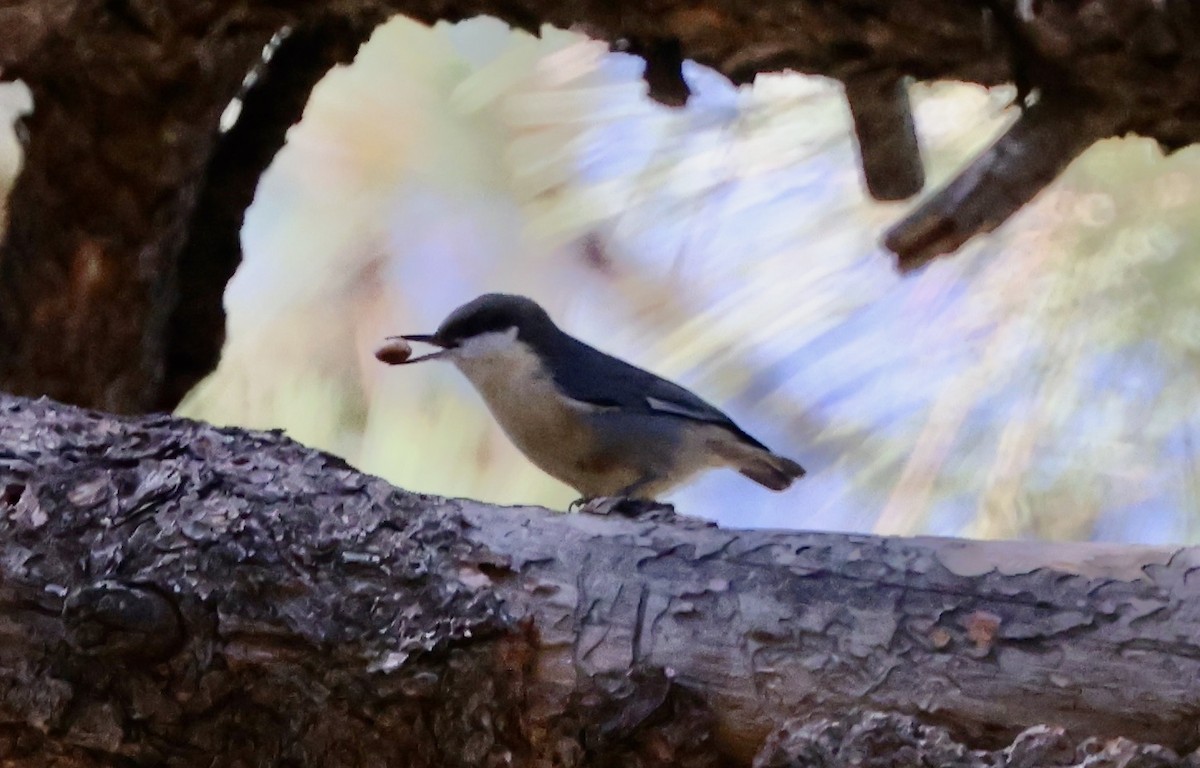 Pygmy Nuthatch - ML642194797