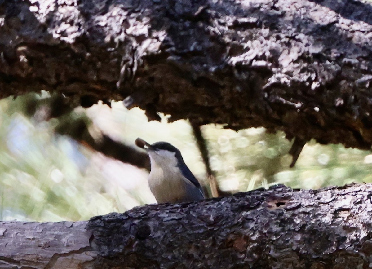 Pygmy Nuthatch - ML642194799