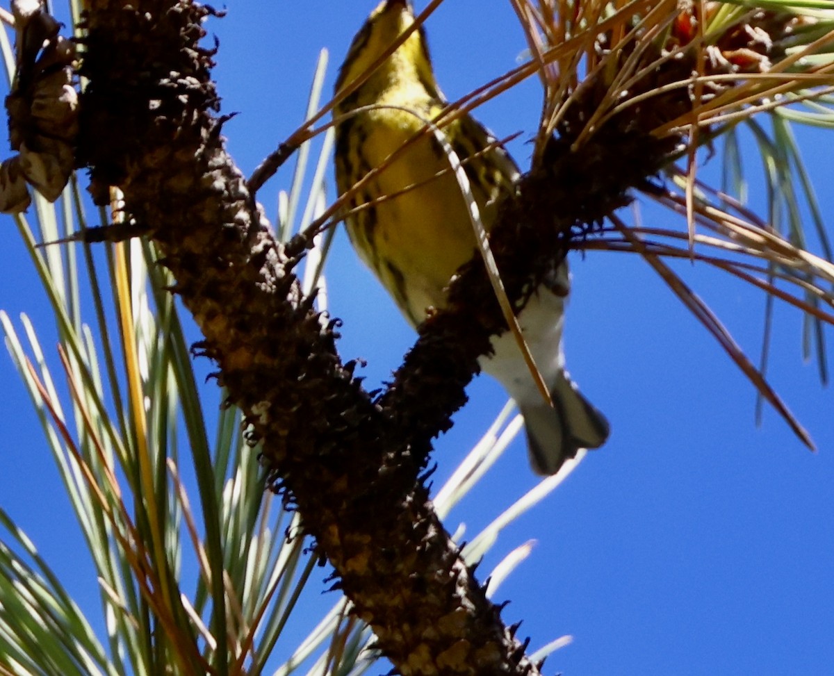 Townsend's Warbler - ML642194836
