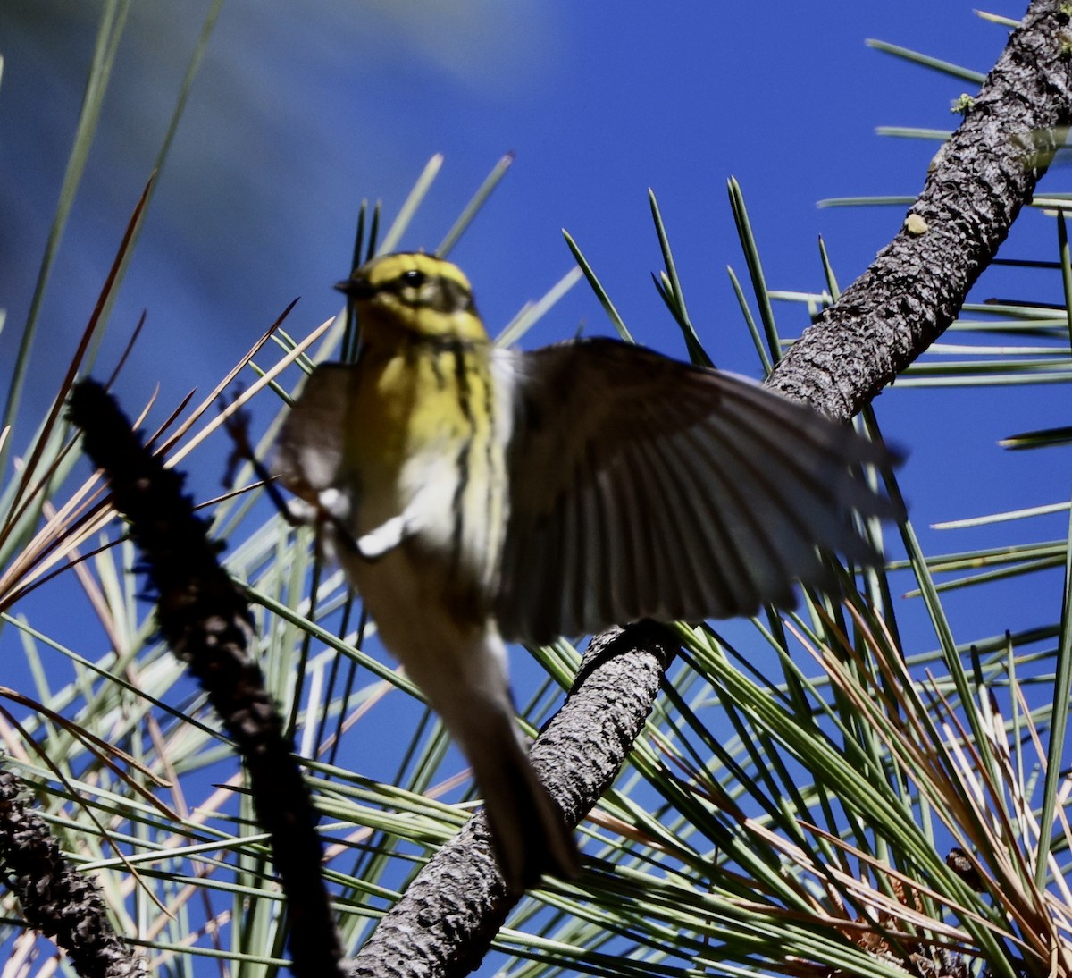 Townsend's Warbler - ML642194837