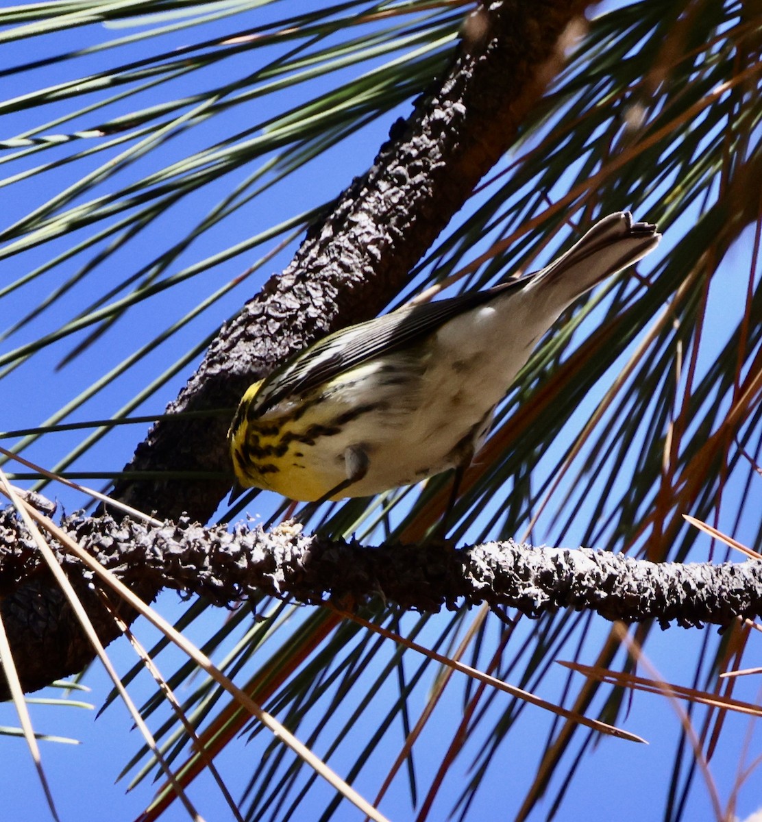 Townsend's Warbler - ML642194838