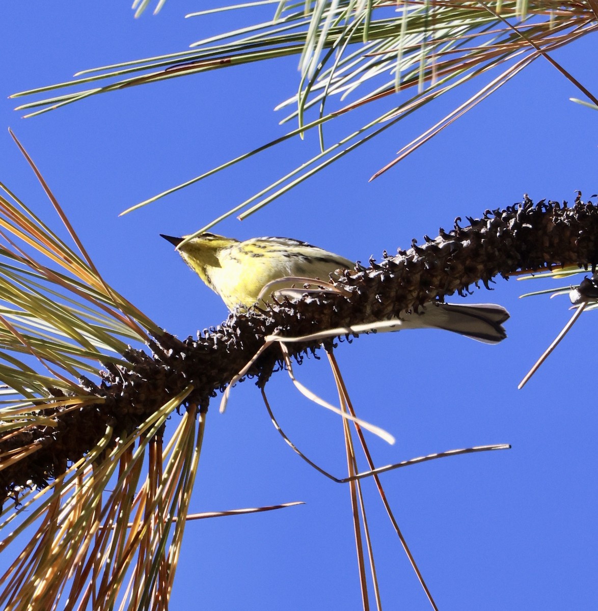 Townsend's Warbler - ML642194840