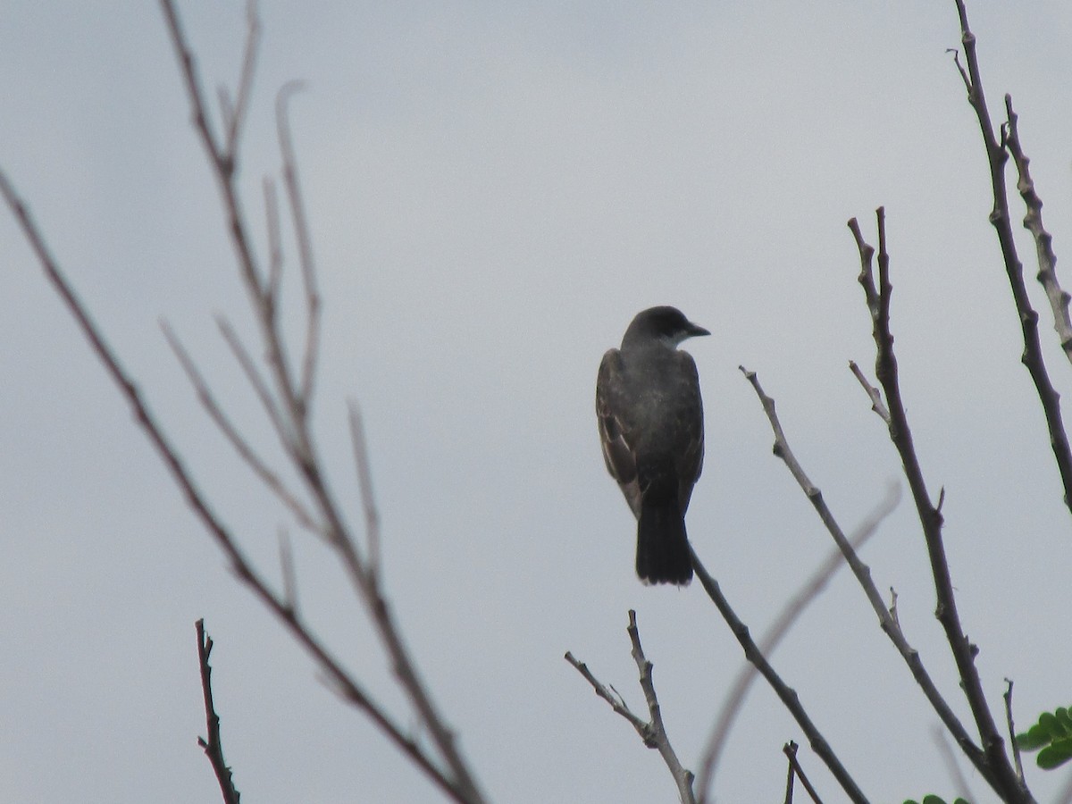 Eastern Kingbird - ML642194850