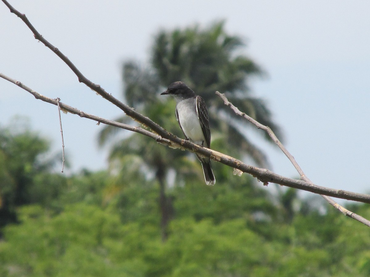 Eastern Kingbird - ML642194851
