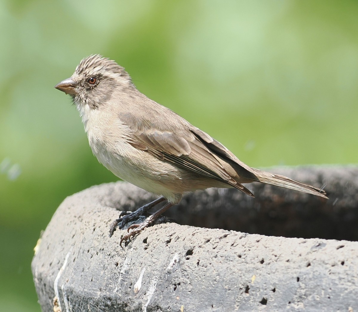 Streaky-headed Seedeater - ML642194852