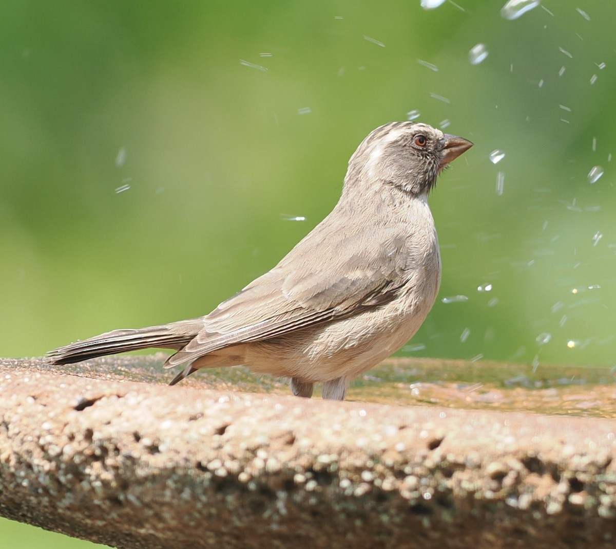 Streaky-headed Seedeater - ML642194853