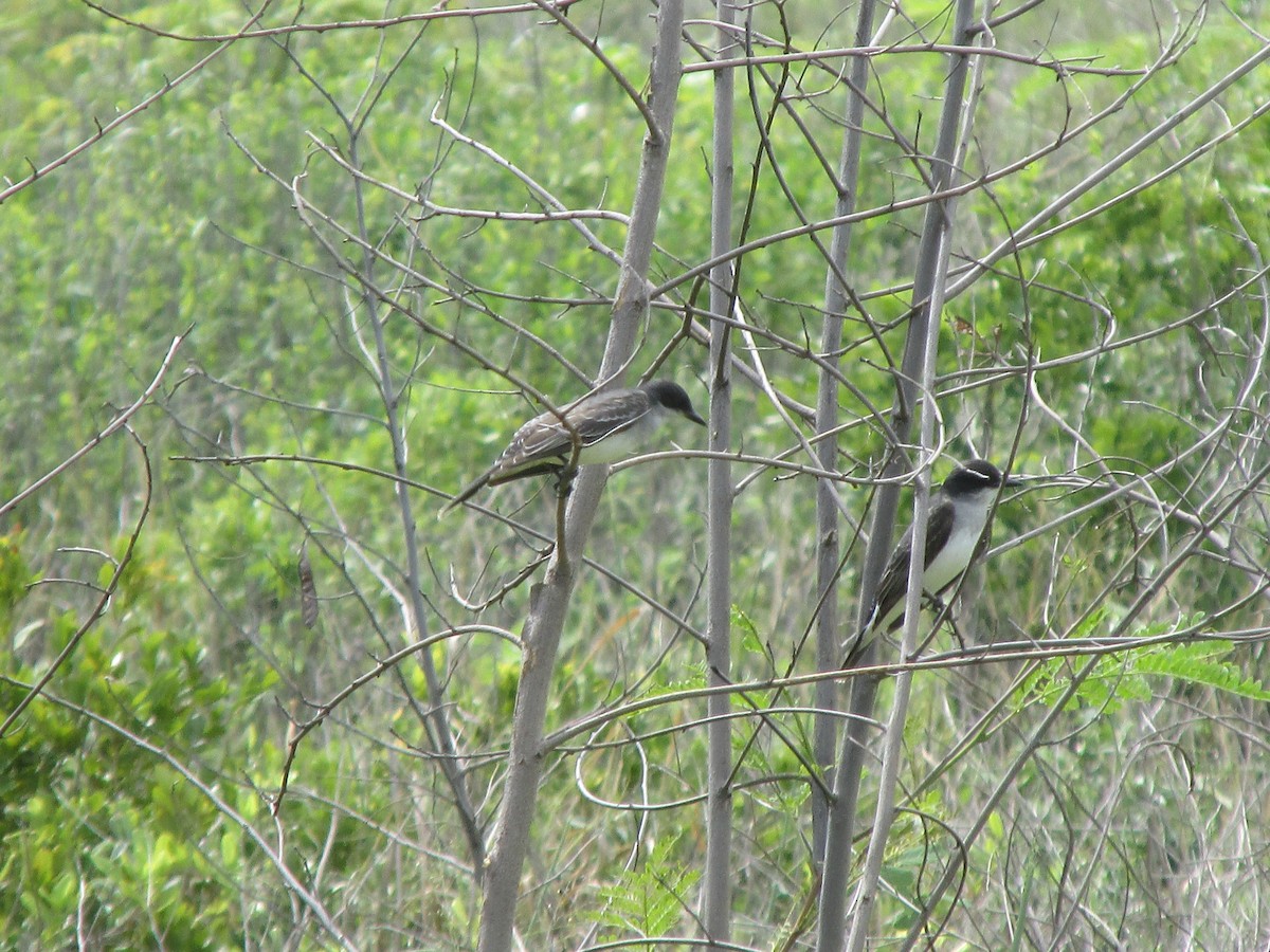 Eastern Kingbird - ML642194854