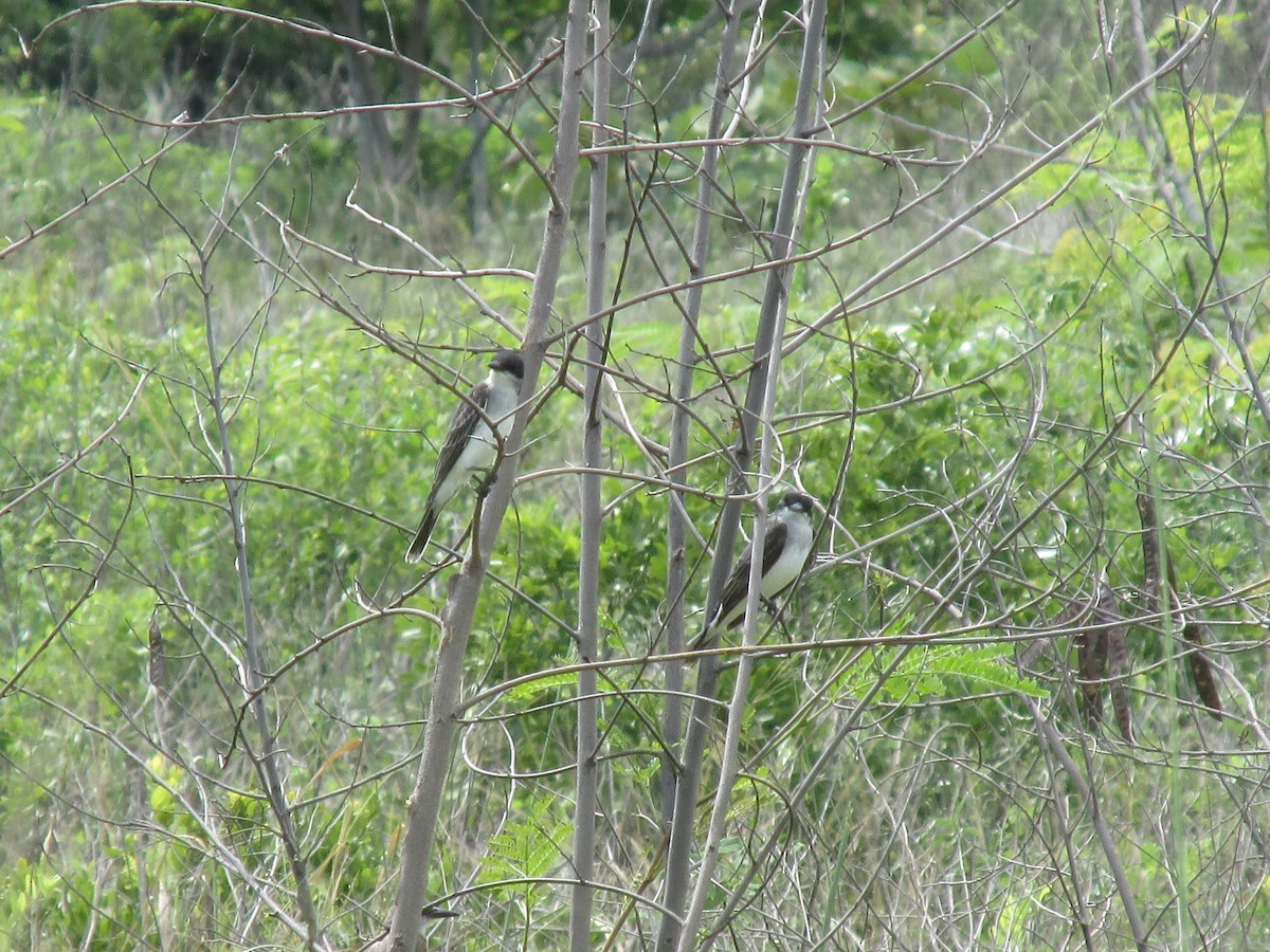 Eastern Kingbird - ML642194855
