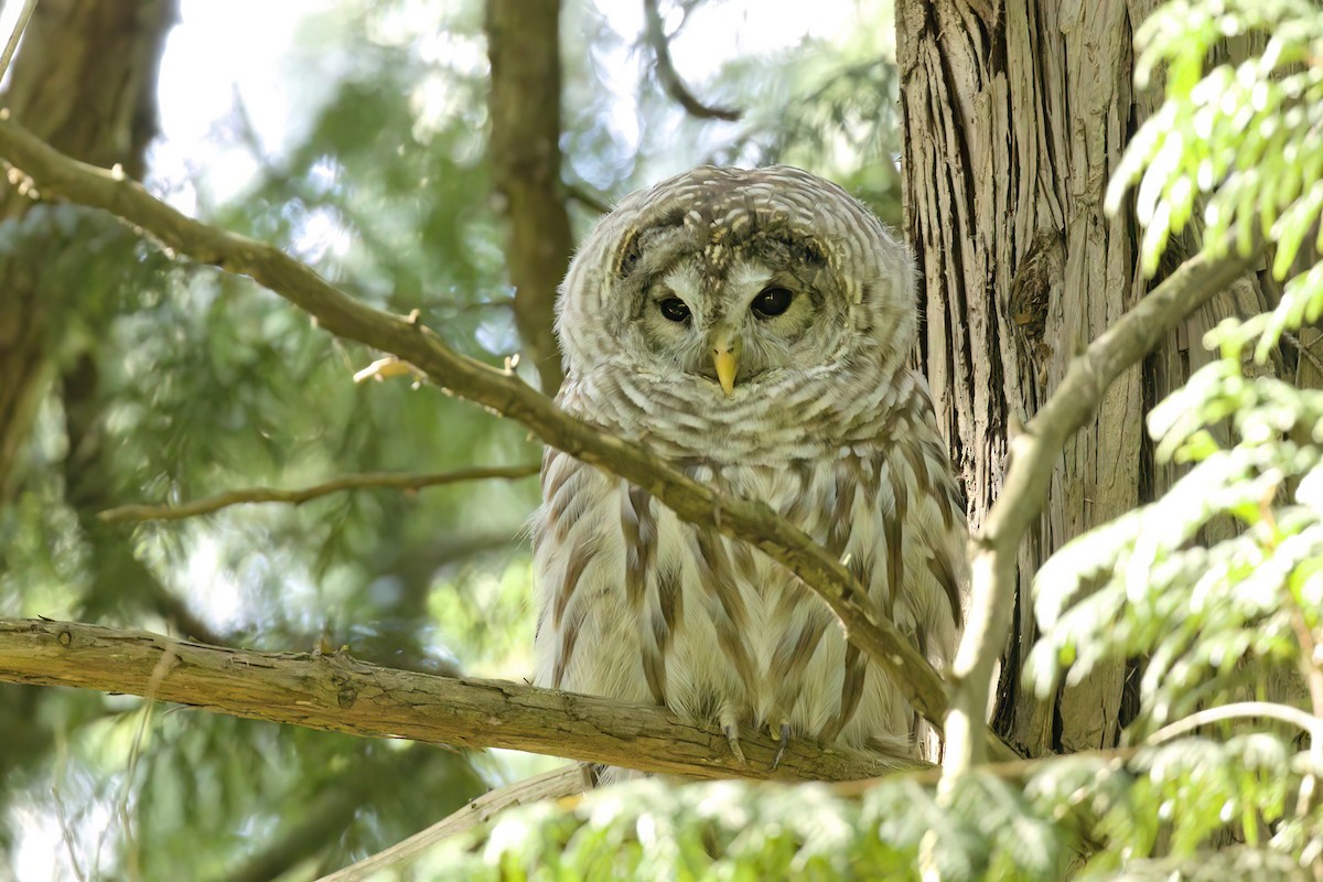 Barred Owl - ML642194874