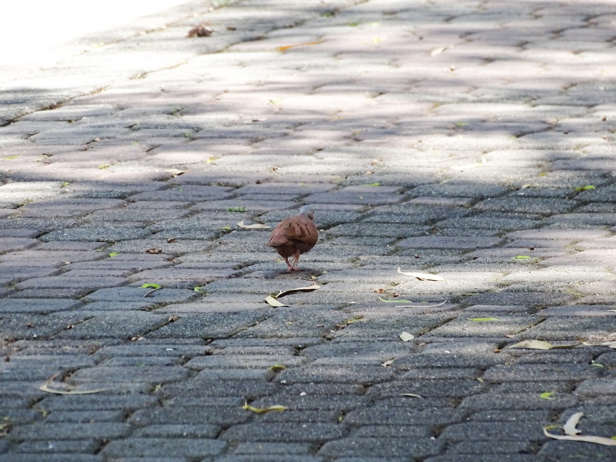 Ruddy Ground Dove - ML642194880