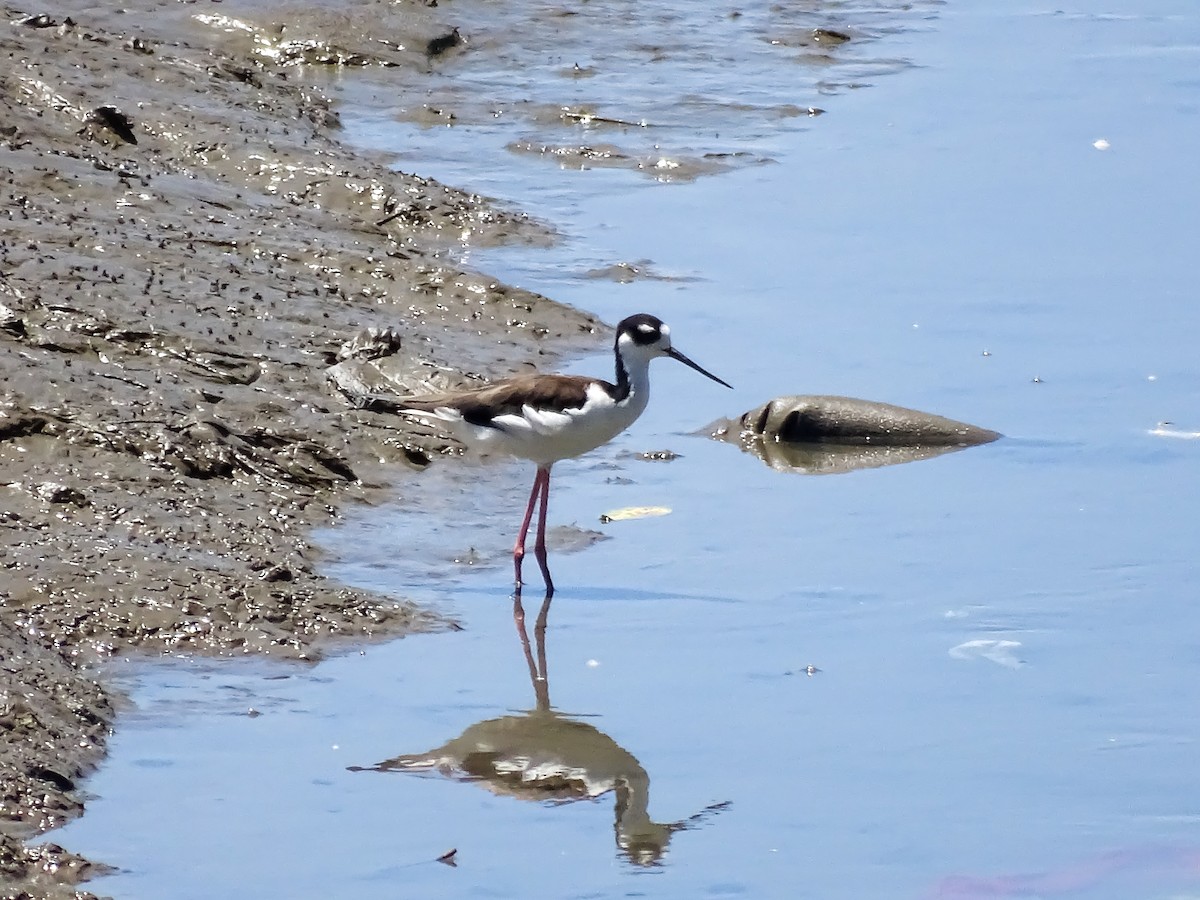 Black-necked Stilt - ML642194881