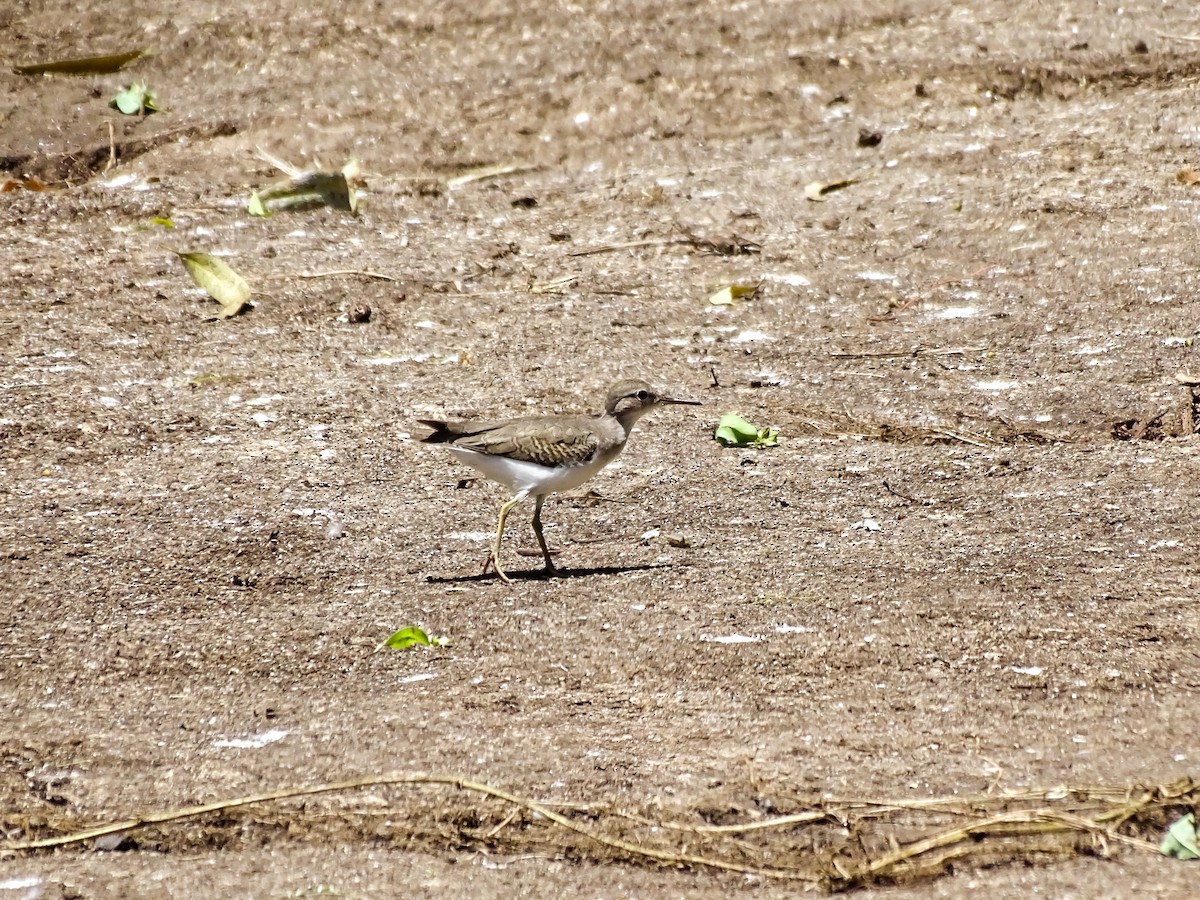 Spotted Sandpiper - ML642194883