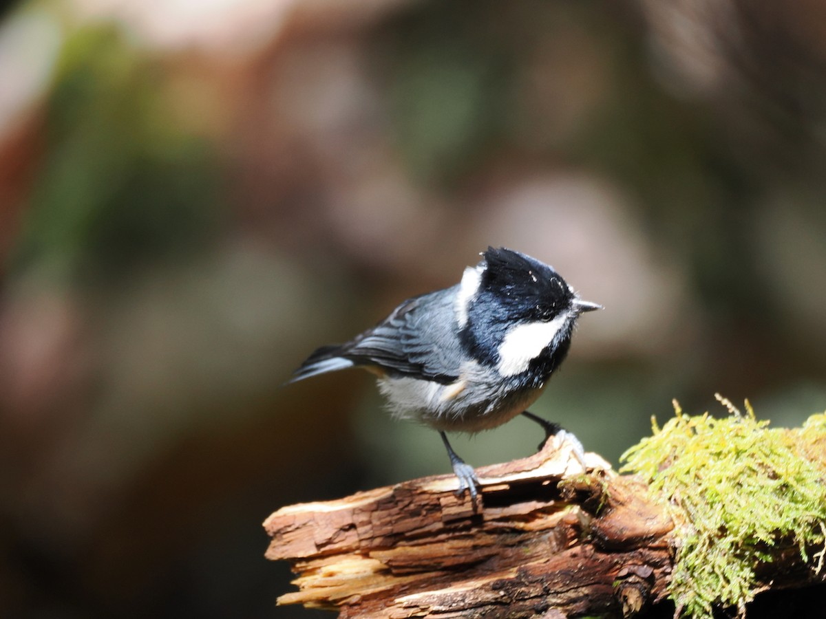Rufous-vented Tit - ML642194888